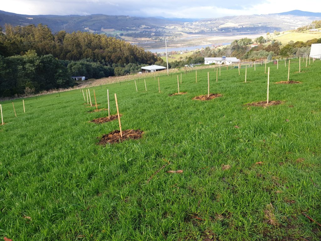 Ground preparation ahead of planting