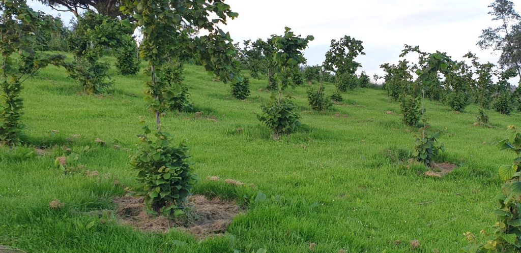 Old orchard ground grows healthy trees